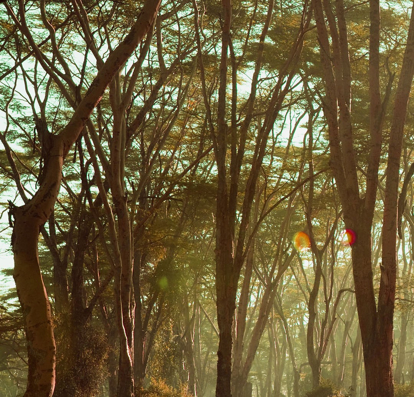 THE FACE SHOP, forêt aux troncs sombres dans une lumière dorée